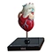 Heart anatomical model for medical education